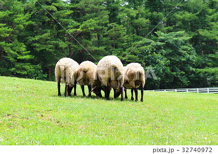 ヒツジのおしり 32740972