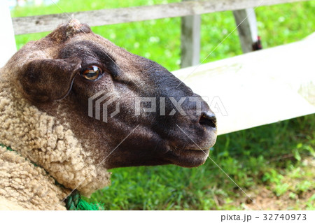 ヒツジの横顔 32740973