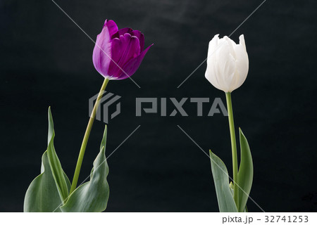 黒背景の紫と白のチューリップの花 32741253