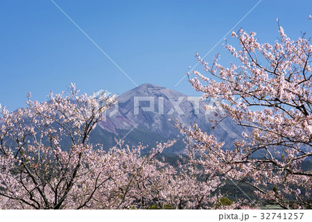 桜の花を手前に高千穂峰 32741257