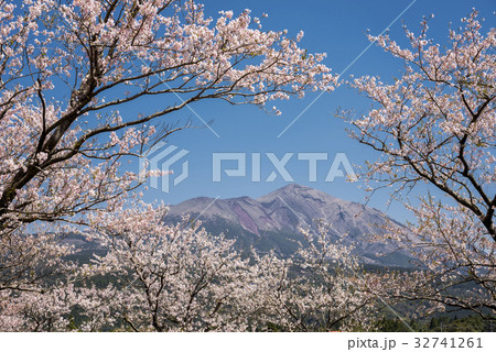 桜の花を手前に高千穂峰 32741261