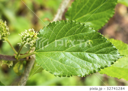 クワノキの花と葉のアップ 32741284