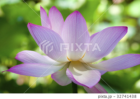 ハスの花 32741438