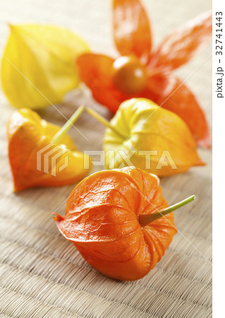 ほおずき 32741443