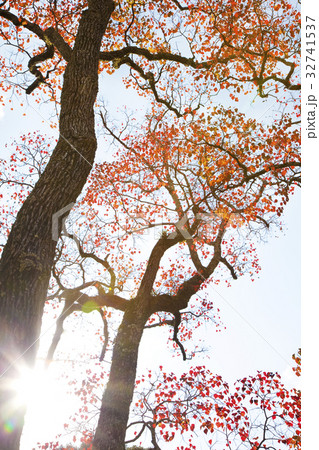 奈良公園の紅葉ナンキンハゼ 32741537