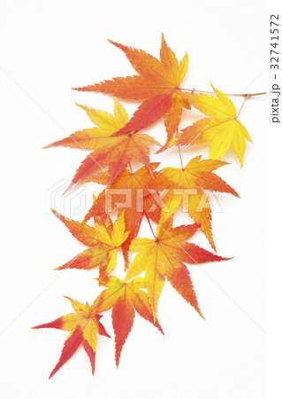 秋色モミジ 32741572