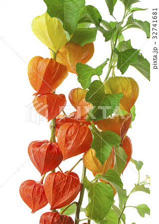 ほおずき ほおずき 32741681