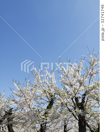 桜と空 32741746