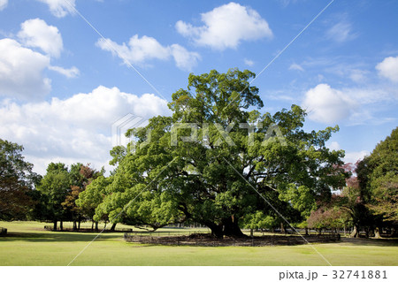 奈良公園の大楠 奈良公園の大楠 32741881