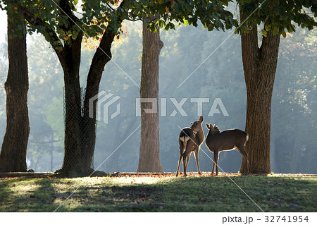 奈良公園の鹿 32741954