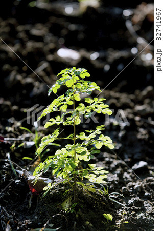 新芽の植物 新芽の植物 32741967