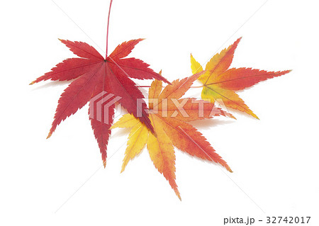 秋色モミジ 32742017