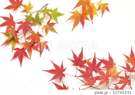 秋色モミジ 32742231