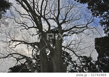 厳冬の松前・松前藩主松前家墓所　松前の大欅 32742969