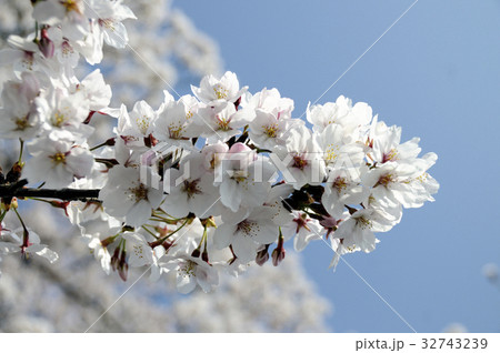 桜の花 桜の花 32743239