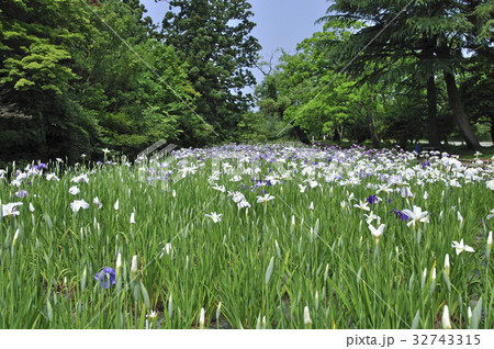 鶴岡公園の菖蒲田 32743315
