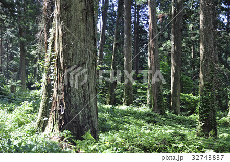 特別天然記念物の巨杉 32743837