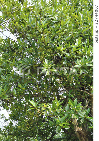 荘内神社境内のヒイラギ 32744007