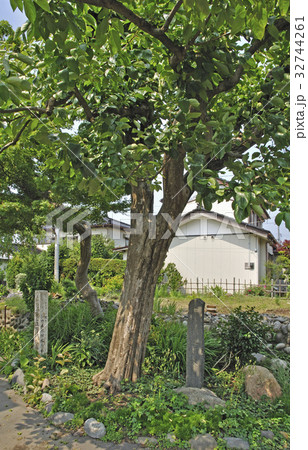 庄内柿の原木 32744261