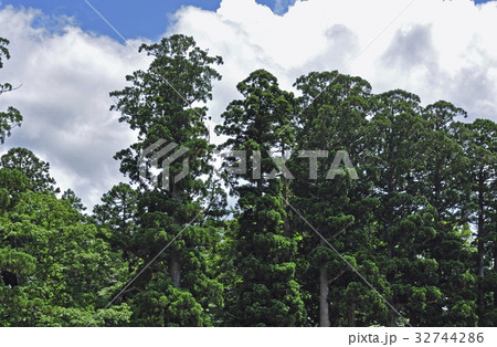 天然記念物の杉並木 32744286