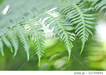 Golden Moss or Chain Fern ( Cibotium barometz ) Golden Moss or Chain Fern ( Cibotium barometz ) 32744691