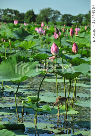 新潟県の自然 32744967