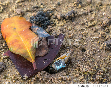 colorful crabs living on the beach 32746083