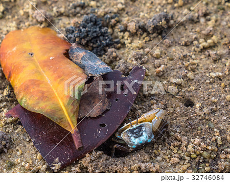 colorful crabs living on the beach 32746084
