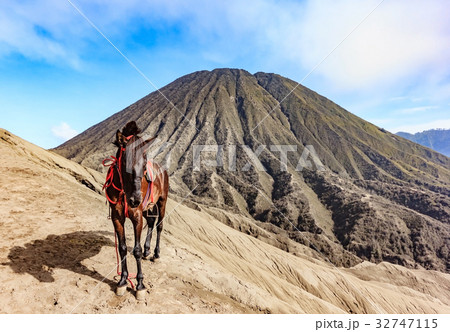 Horses for tourist rent at Mount Bromo  32747115