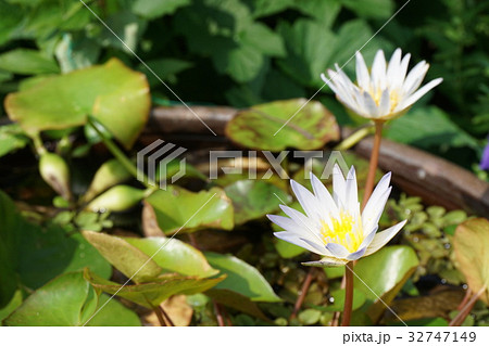 加古川 円照寺の花 7月3日撮影 加古川 円照寺の花 7月3日撮影 32747149