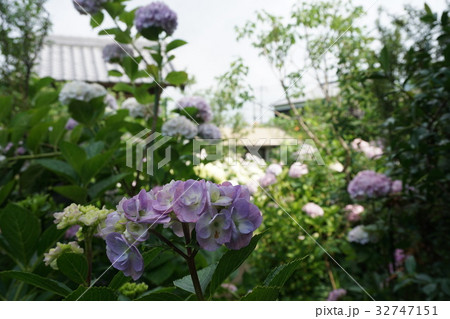 加古川　円照寺の花　７月３日撮影 32747151