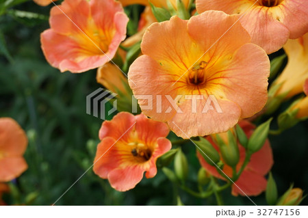 加古川 円照寺の花 7月3日撮影 加古川 円照寺の花 7月3日撮影 32747156