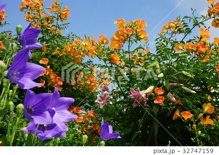 加古川 円照寺の花 7月3日撮影 加古川 円照寺の花 7月3日撮影 32747159