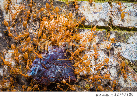 group red ants walking on the tree to success group red ants walking on the tree to success 32747306
