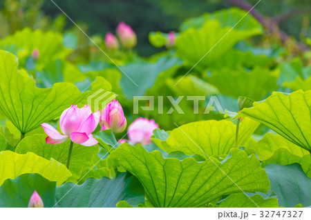 蓮の花 蓮の花 32747327