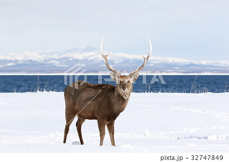 国後島を背景に佇む野付半島のエゾシカ（単体Ｂ） 32747849