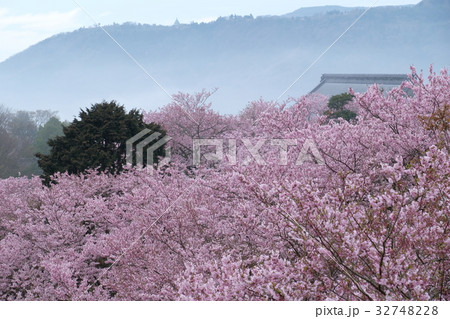 桜 桜 32748228