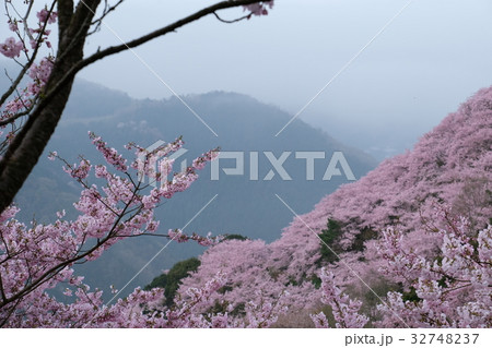 桜 32748237