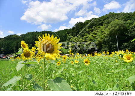 ひまわり畑 広島県三次市 ひまわり畑 広島県三次市 32748367