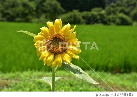 ひまわり畑 広島県三次市 ひまわり畑 広島県三次市 32748385