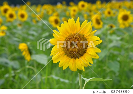ひまわり畑　広島県三次市 32748390