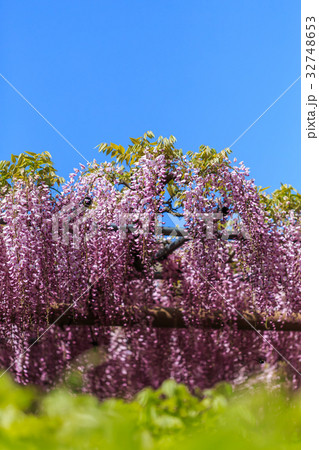 藤の花 藤の花 32748653