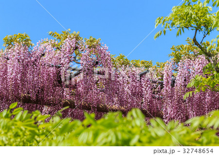 藤の花 藤の花 32748654