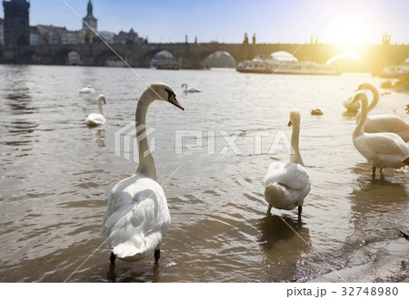 Prague. Swans on the Vltava River and Charles Brid 32748980