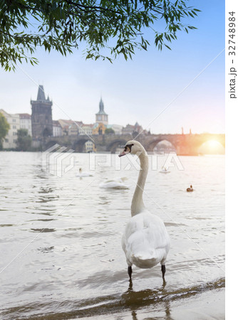 Prague. Swans on the Vltava River and Charles Brid Prague. Swans on the Vltava River and Charles Brid 32748984