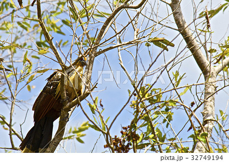 【ボリビア】パンタナールの風景 32749194