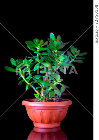 Crassula ovata or money tree succulent plant 32750108