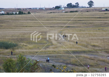 アフリカ アフリカ大陸 アフリカ産 32750265