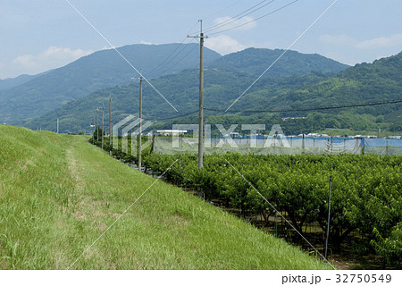 紀ノ川の土手に迫る桃園（あら川） 32750549