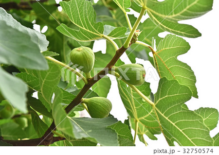 イチジク（無花果） 32750574